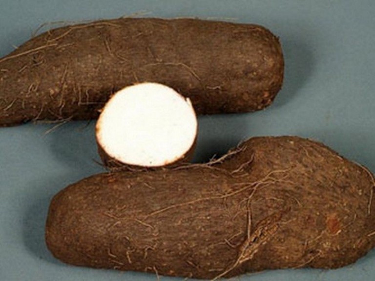 buy yam