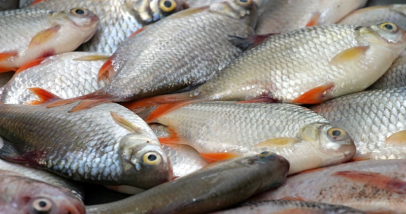 Fish markets in Lagos