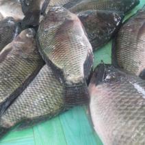 buy tilapia fish